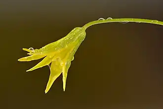 Description de l'image Gagea minima flower - Keila.jpg.