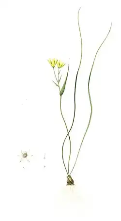 Aquarelle représentant la plante entière