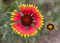 La Gaillarde qui est depuis 2015 le symbole floral de la Wallonie.