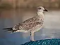 Juvénile lors du premier hiver : plumage entièrement tacheté