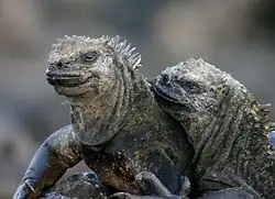 Photographie couleur de deux iguanes collés l'un à l'autre.