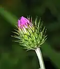 Bouton floral.