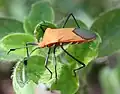 Dasynini : Galaesus hasticornis