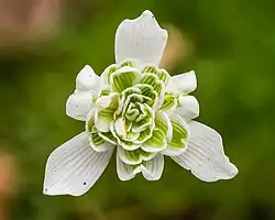 Perce-neige à fleurs doubles..