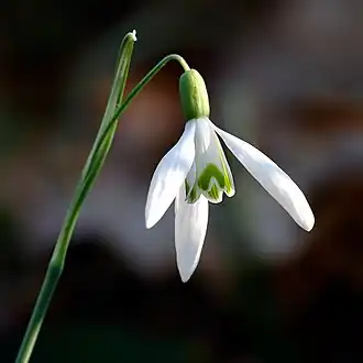 Fleur (clochette ou « lampadaire »).