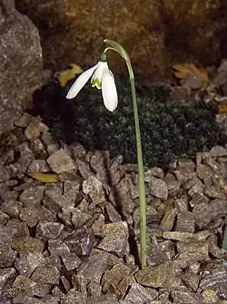 Floraison sans feuilles en Automne