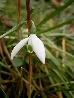 Fleur avec des marques vertes assez large