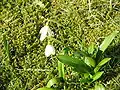 Galanthus woronowii