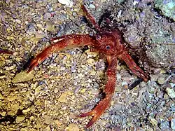 Galathea intermedia