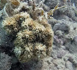 Description de l'image Galaxea acrhelia.jpg.