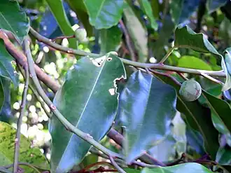 Description de l'image Galbulimima baccata RBG Sydney.JPG.