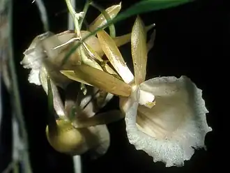 Description de l'image Galeandra lacustris Orchi 12.jpg.