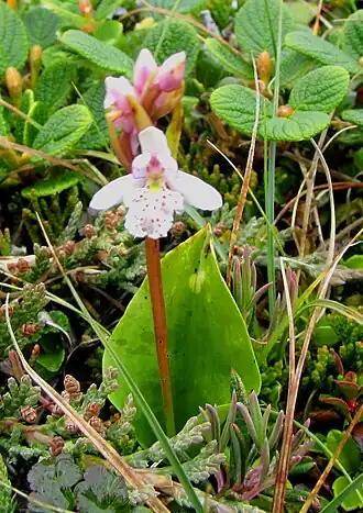 Description de l'image Galearis rotundifolia Small round-leaved Orchid.jpg.