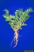 Jeune plante avec système racinaire.