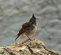 Cochevis huppé(Galerida cristata).