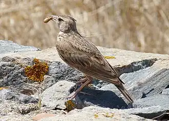 Galerida cristata meridionalis, Delos (Grèce).