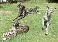 Galga avec ses petits.
