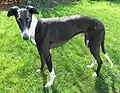 Galga de 2,5 ans.