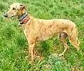 Galgo de 2,5 ans.
