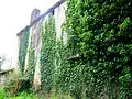 Mur de lierre