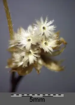 Écaille du pappus.