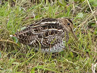 Description de l'image Gallinago paraguaiae.jpg.