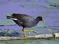 Poule d'eau