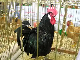 Coq valdarno
