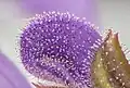 Photographie macro