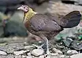 Poule, parc national de Kaeng Krachan, Thaïlande