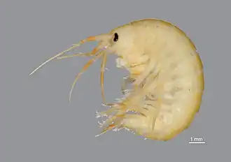 Description de l'image Gammarus desperatus 7544814.jpg.