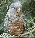 ♀