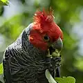 ♂