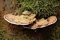 Ganoderma applanatum (Polyporales, Ganodermataceae)