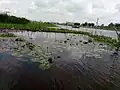 Jacinthe d'eau à Ganvié