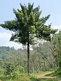 Garcinia gummi-gutta mature, Kerala, en Inde.