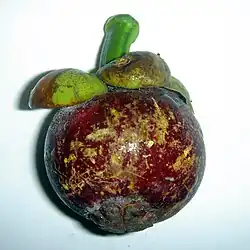 Mangoustan isolé.