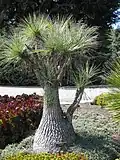 Beaucarnea gracilis.