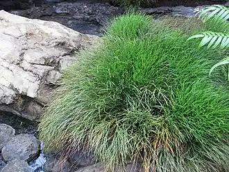 Psilotum nudum : forme herbacée terrestre.