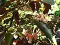 Inflorescence