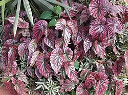 Begonia brevirimosa