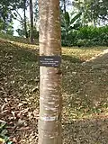 Phyllanthus roseus