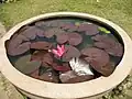 Nymphaea rubra.