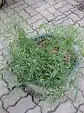 Plante cultivée en pot, au Jardin botanique de la reine Sirikit, en Thaïlande.