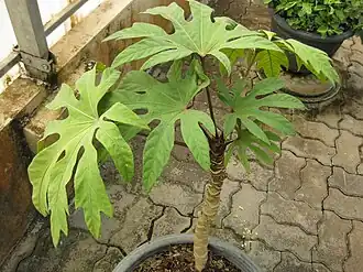 Trevesia palmata en pot, au Jardin botanique de la reine Sirikit, en Thaïlande.