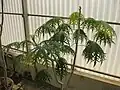 Arbuste cultivé en serre, au Jardin botanique de la reine Sirikit, en Thaïlande.