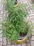 Phyllanthus urinaria