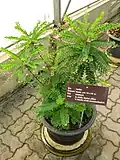 Phyllanthus pulcher