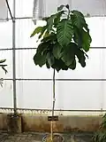 Jeune arbre en pot.