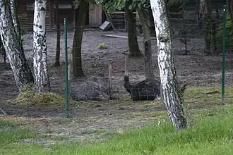 Ménagerie.